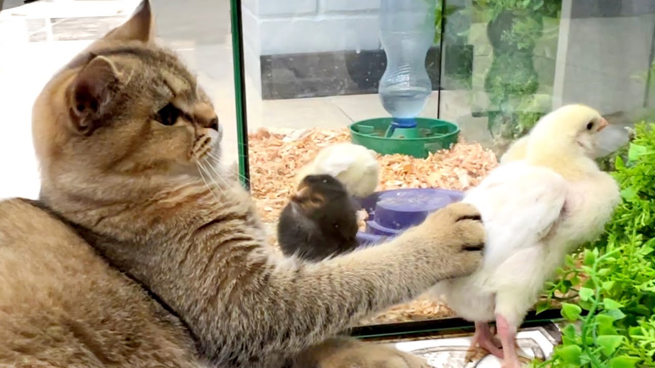 Смешная кошка Баси и ее милые цыплята