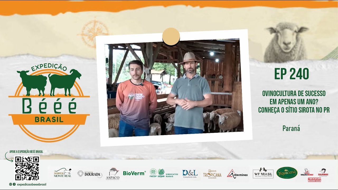 OVINOCULTURA DE SUCESSO EM APENAS UM ANO? CONHEÇA O SÍTIO SIROTA NO PR - EP 240