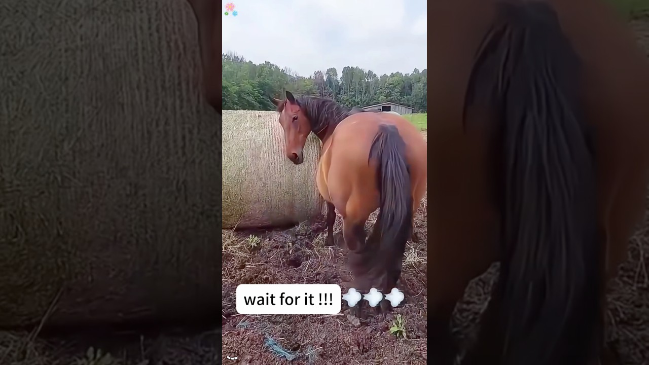 Such a hilarious horse 🐴😂#funny #funnyvideo #funnymoment #horse #funnyhorse #drama #fypシ゚viral
