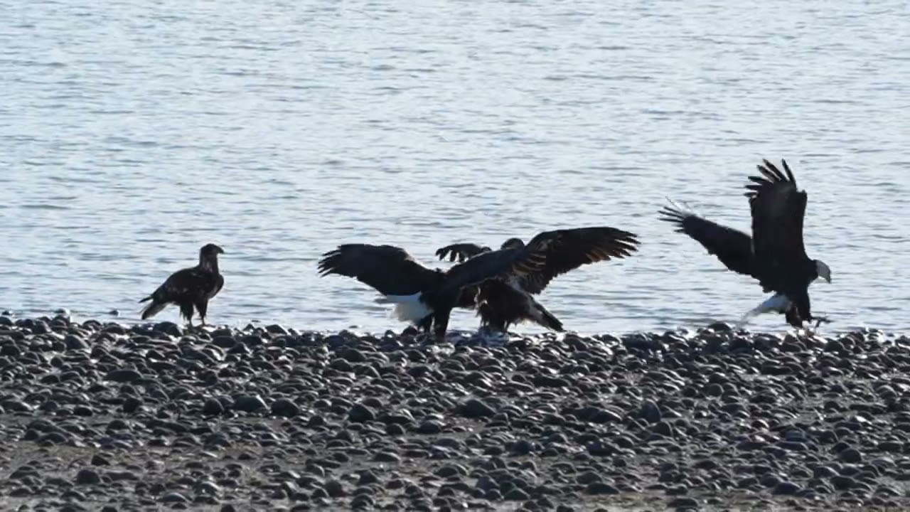 Eaglet training