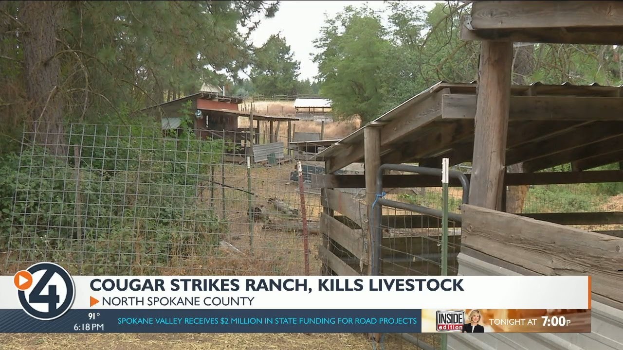 'Tired of this': Local rancher loses thousands of dollars from cougar attack