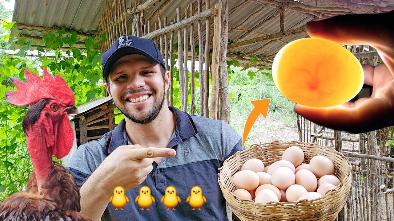 O passo a passo para uma incubação perfeita  🥚🥚