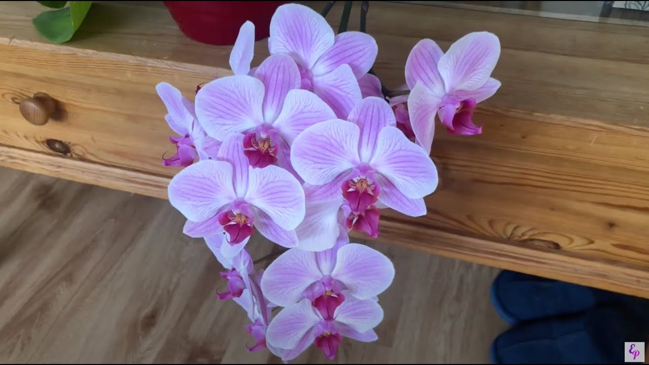 august orchid update