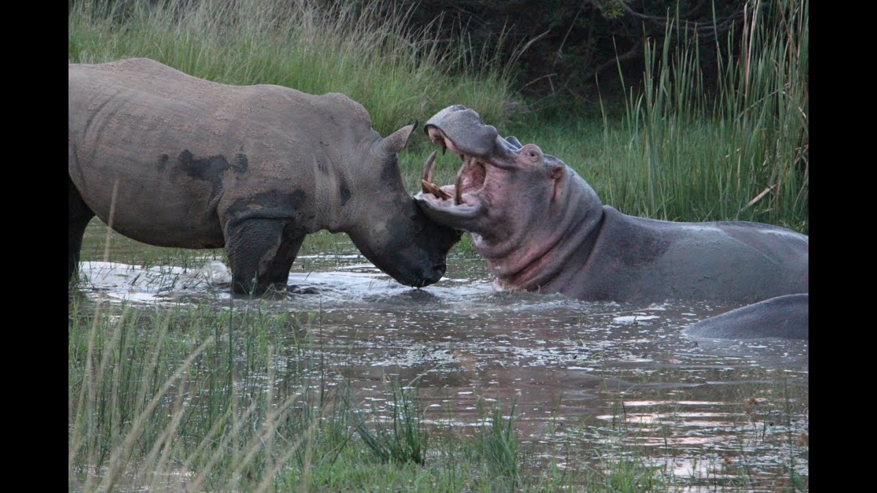 Rhino and Hippo Date Night Part 2