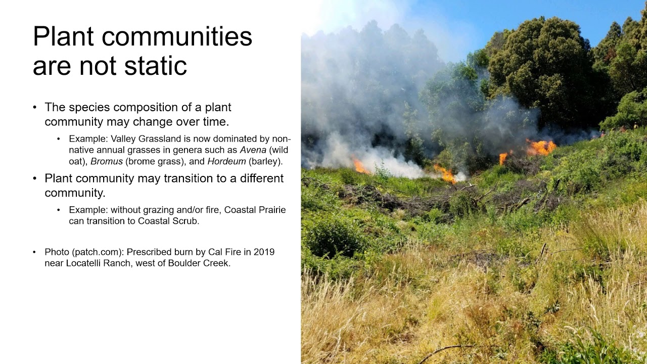 Lecture: Introduction to plant communities