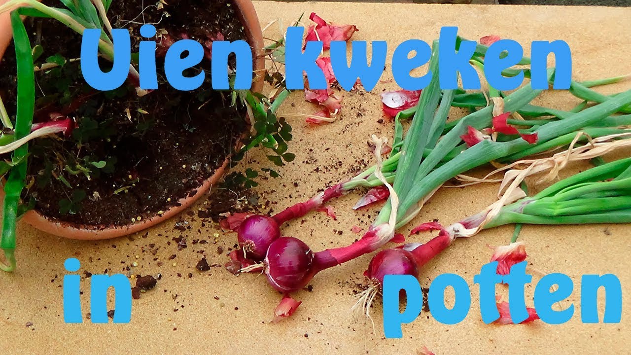 Uien in potten kweken