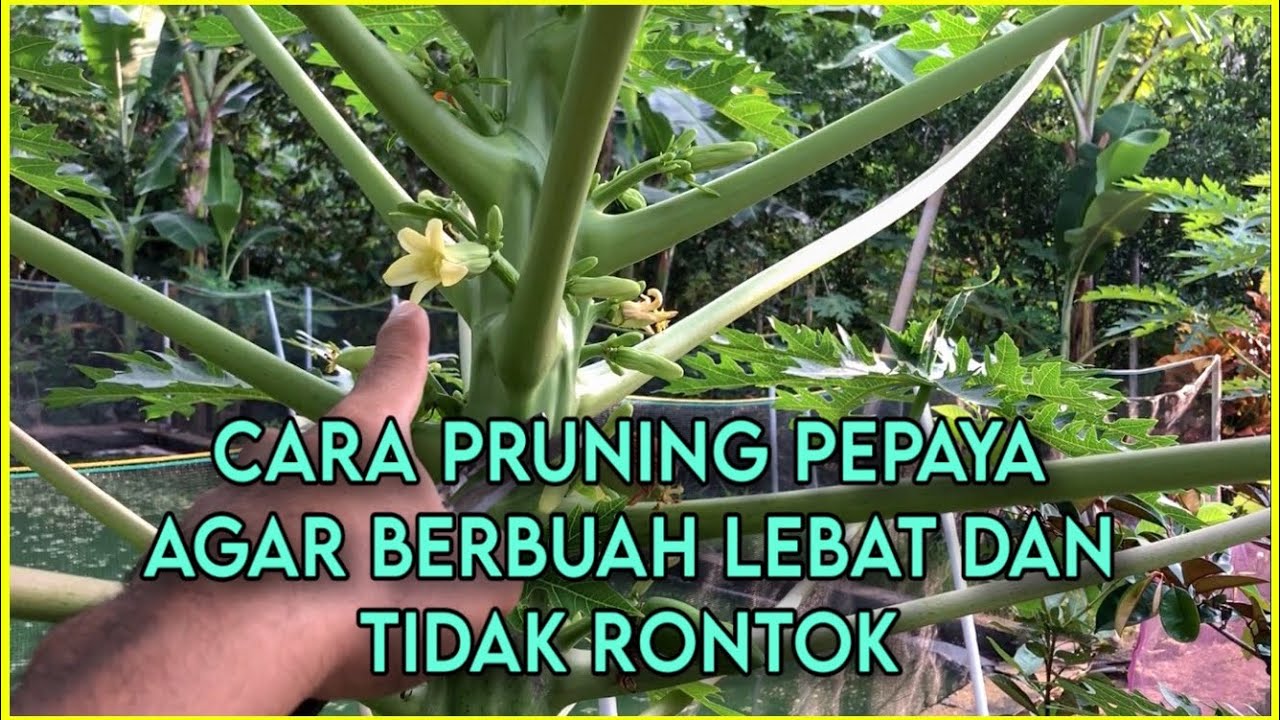 Cara Pemangkasan/Pruning Pepaya Agar Berbuah Lebat Dan Tidak Rontok