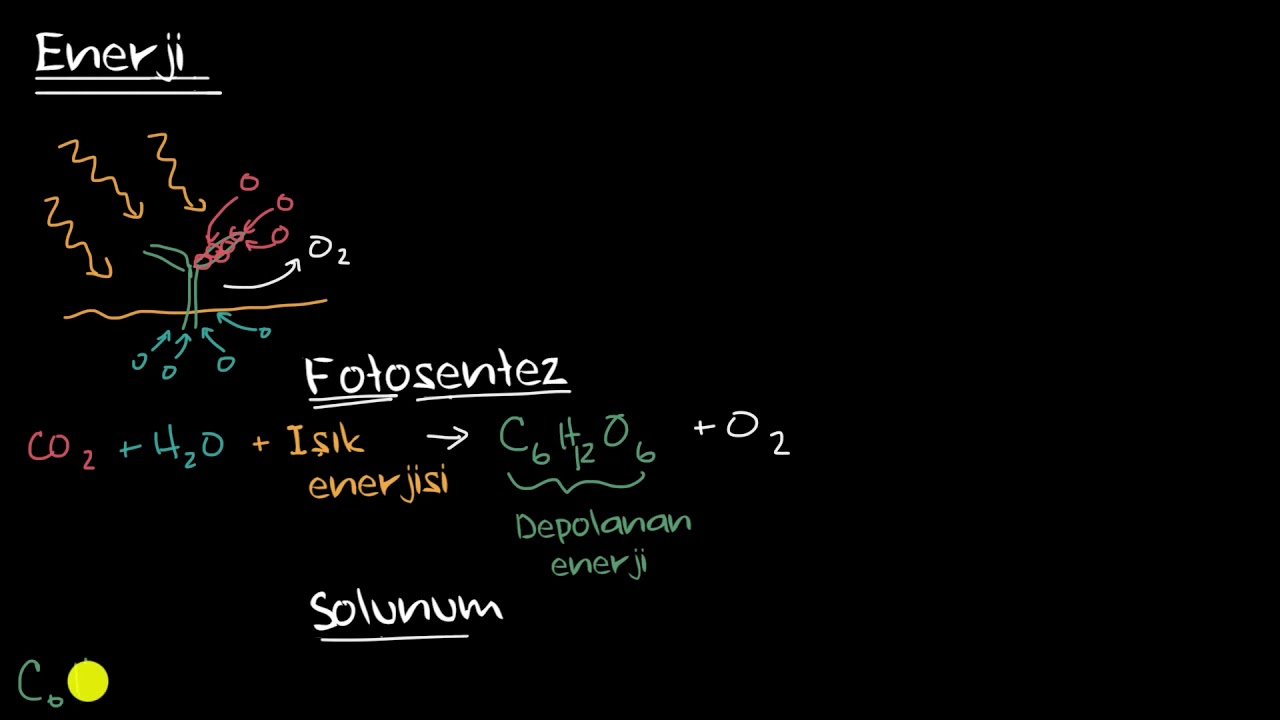 Ekosistemlerde İlk Enerji Üretimi (Çevre Bilimleri)