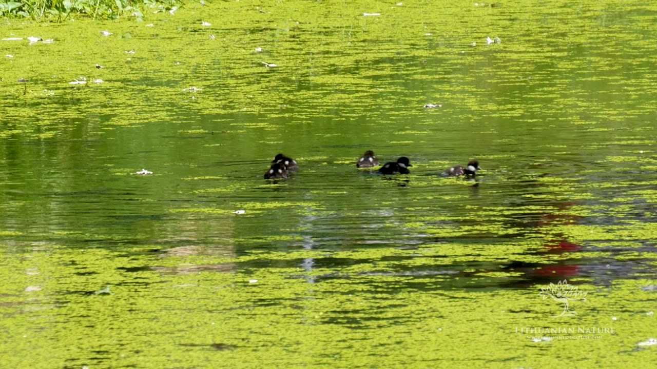 Veisiejų dvaro parkas