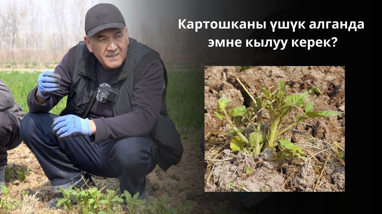 Картошканы үшүк алганда эмне кылуу керек? Адистин кеңеши
