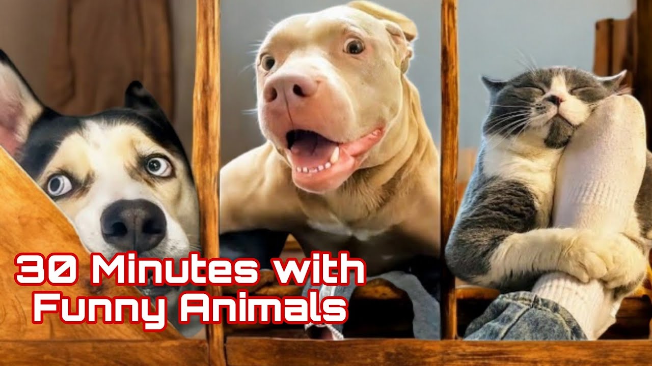Смешные видео о ЖИВОТНЫХ 😊 Самые смешные КОШКИ😺 и СОБАКИ🐶 2025 .46