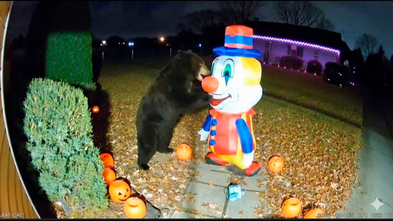 🎃CCTV camera caught: Bears scared by halloween decorations
