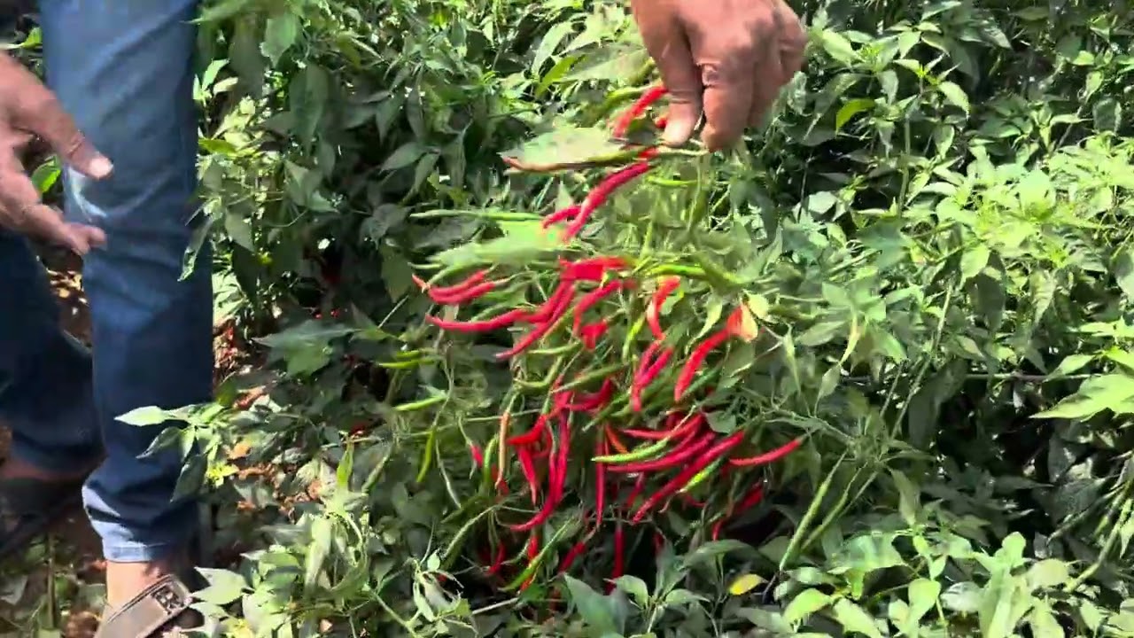 Kalash seeds red chilly ksp-1878