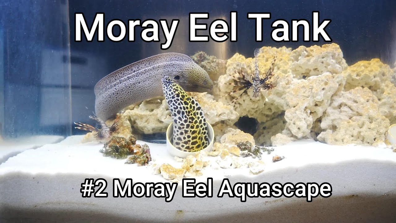 Moray Eel Tank - 02 - Moray Eel Aquascape
