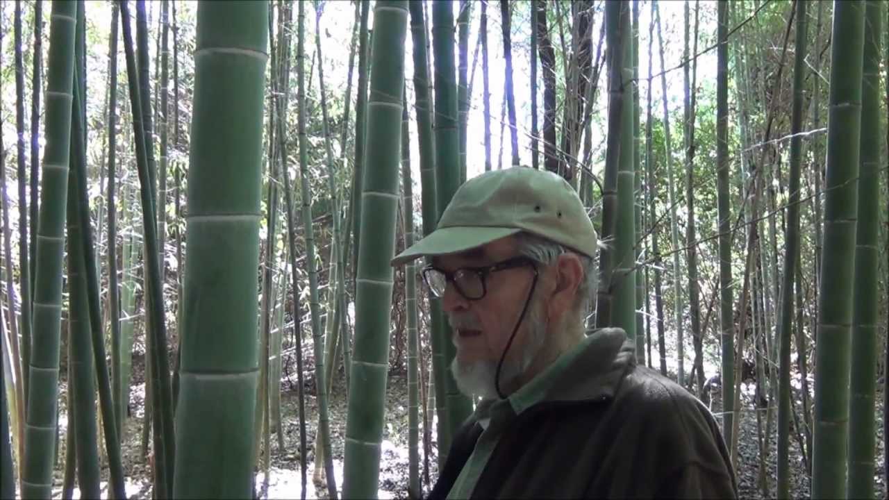 ALABAMA BAMBOO STORY  - The Horn Bamboo Forest of Northeast Alabama.wmv