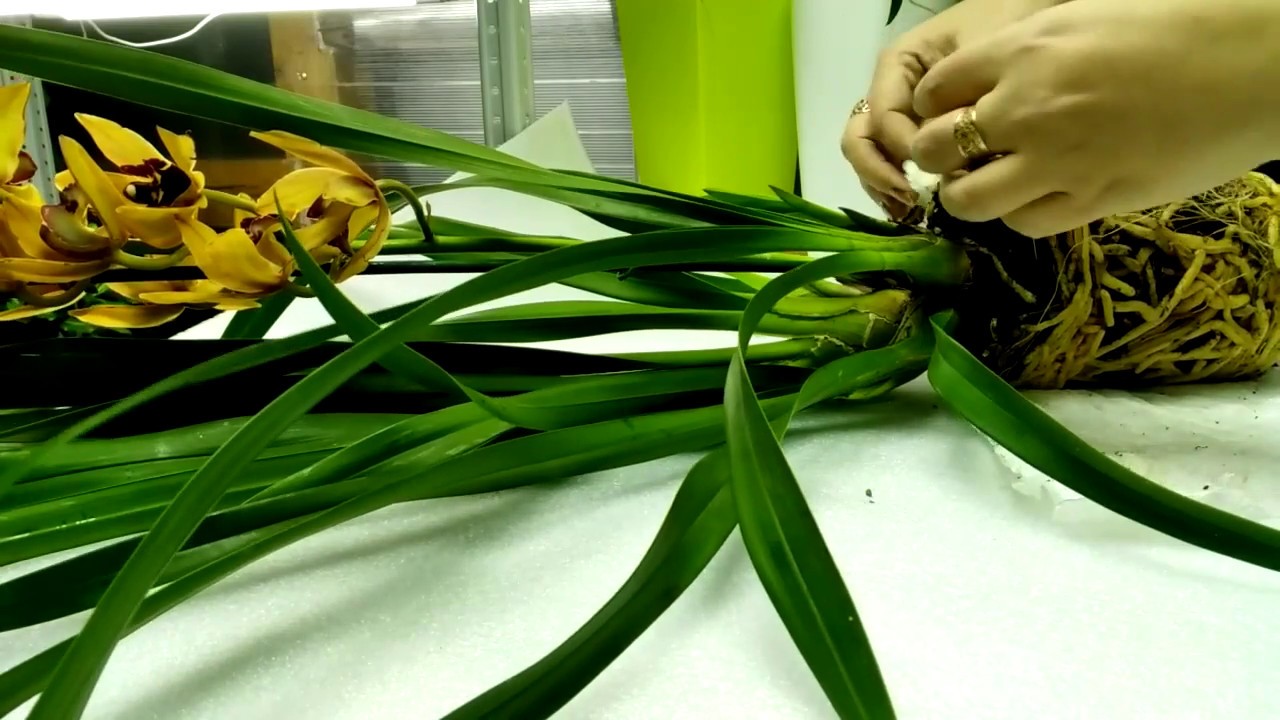 Cymbidium. Цимбидиум после покупки. Первые шаги. Спасаем корни!