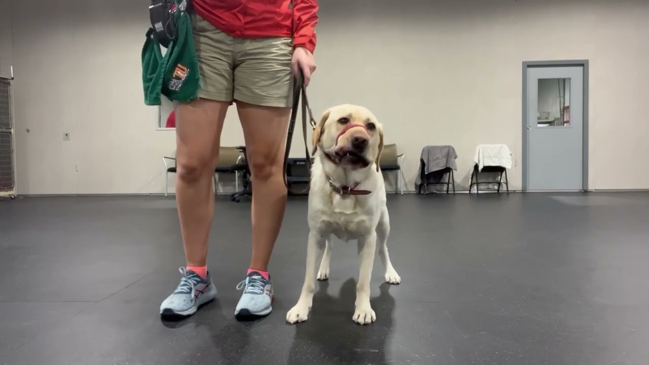 Proper Handling with Gentle Leader