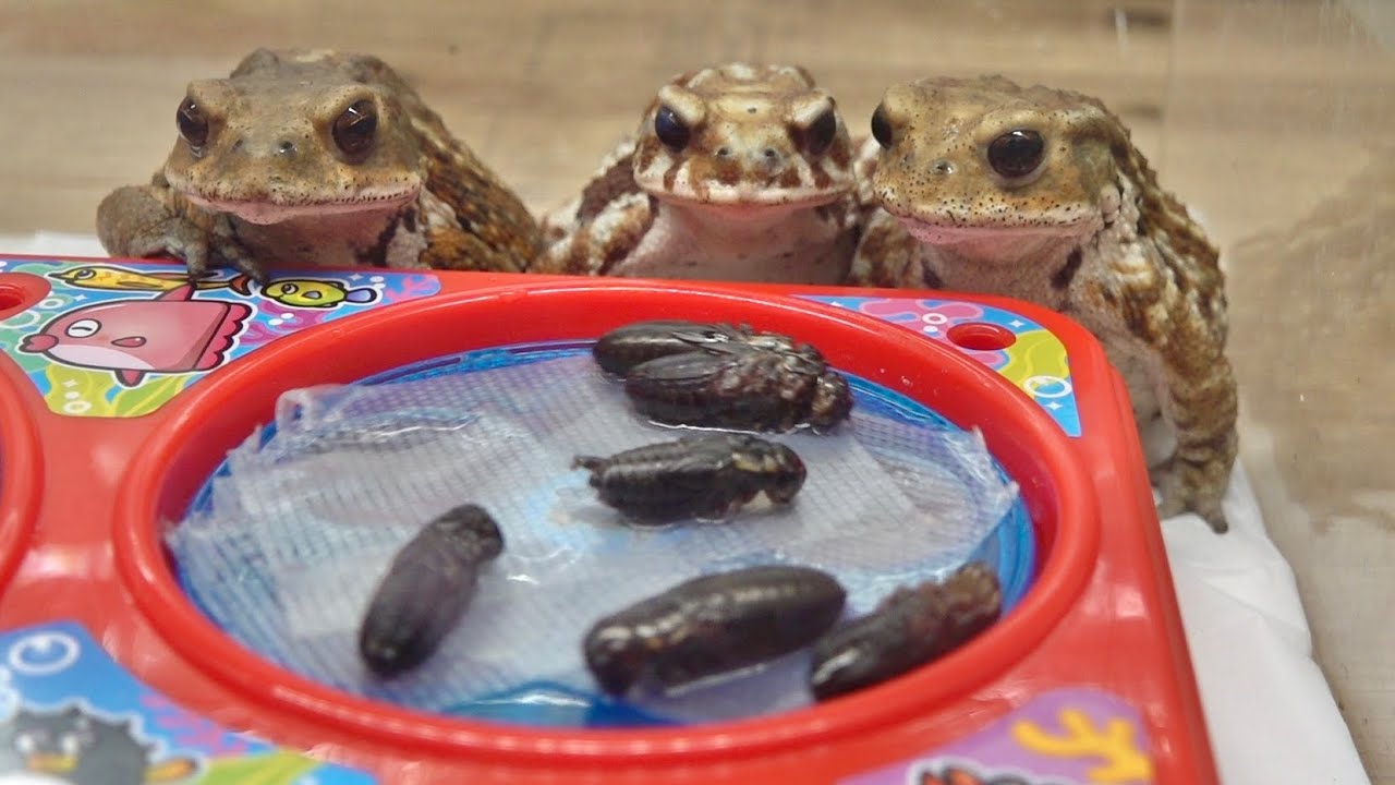 カエル専用、コオロギ釣り堀　本日オープン