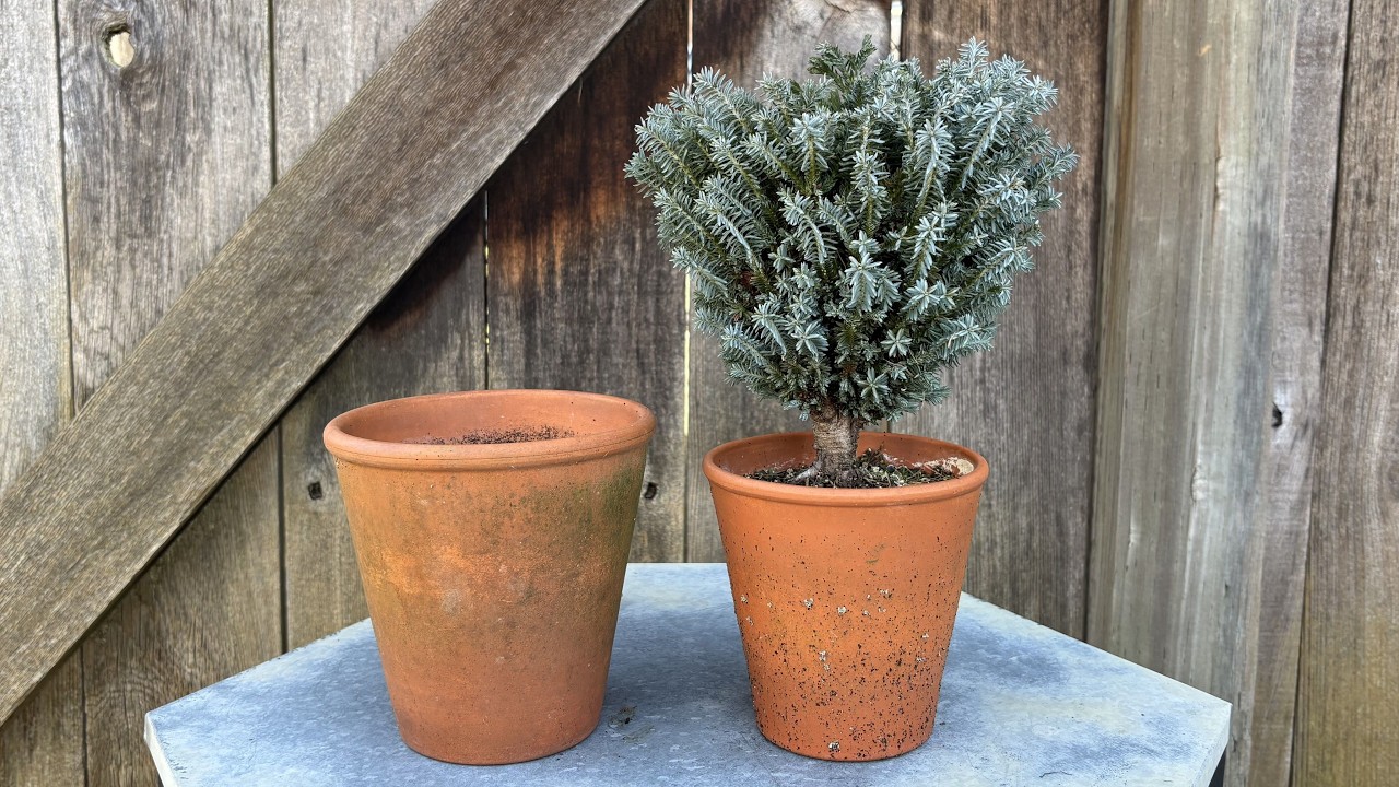 Re-pot & Update February 2026 - Miniature Port Oxford Cedar 