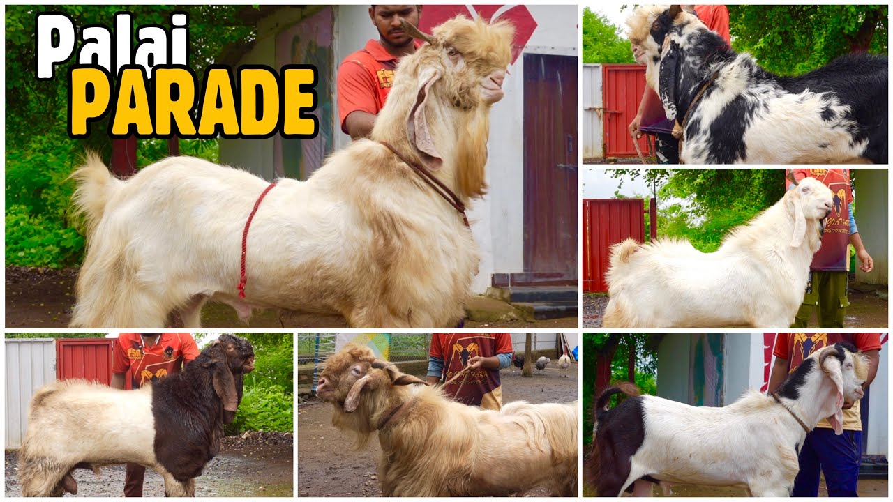 MD Goat Farm Palai Parade #1 | Sabke Bakre Dikhenge