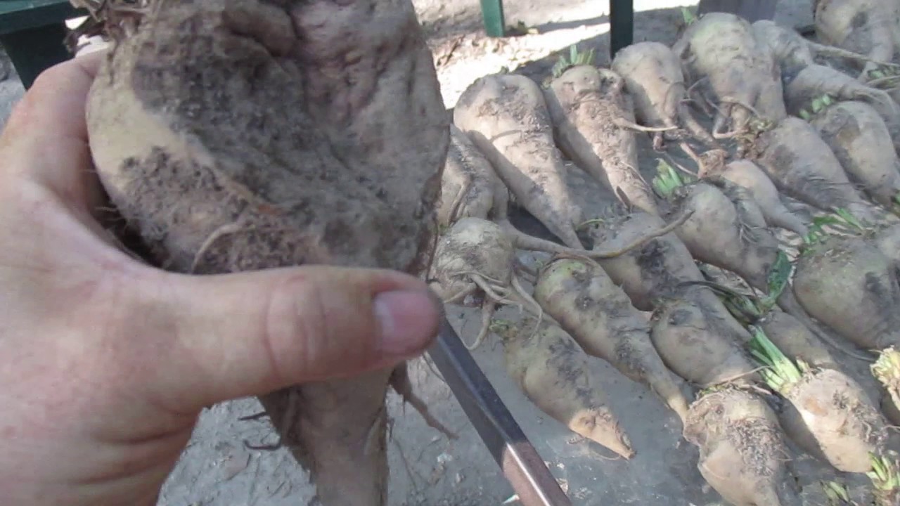 Non-GMO Sugar beet harvest