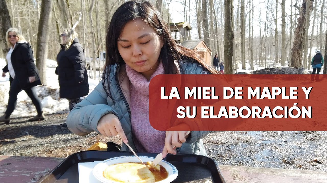 ¿CÓMO SE EXTRAE LA MIEL DE MAPLE? 🤤 | De Peru 🇵🇪 a Canadá 🇨🇦