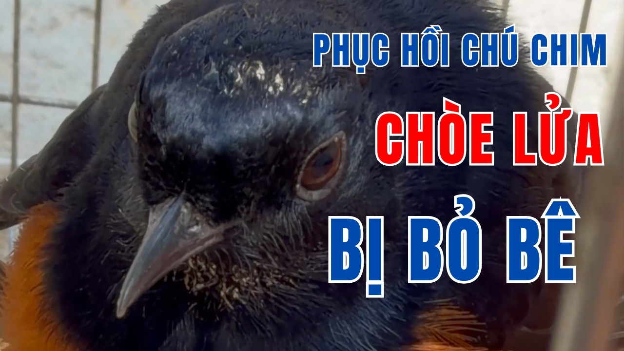 Phục hồi chú chim chòe lửa bị chủ bỏ bê. | Hoạt Họa Mi