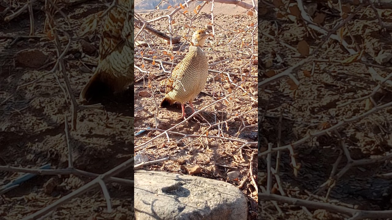 Jungle Teetar Sounds | Gray Francolin Calling