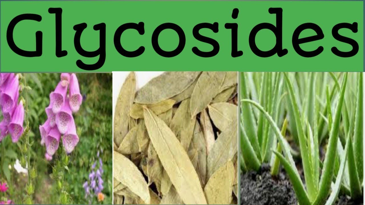 Glycosides Explained! | Types, Structure, and Biological Role | Biochemistry in Simple Words 📚🌿