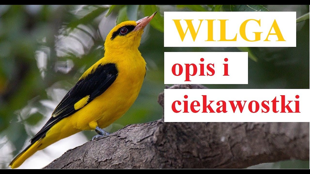 ptak Wilga - opis i ciekawostki