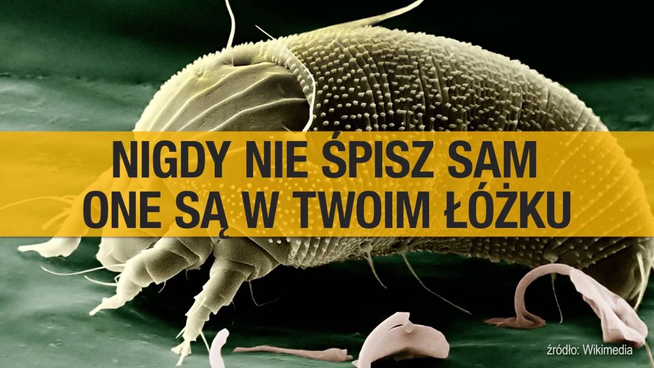 W twoim łóżku może żyć nawet 2 mln roztoczy!