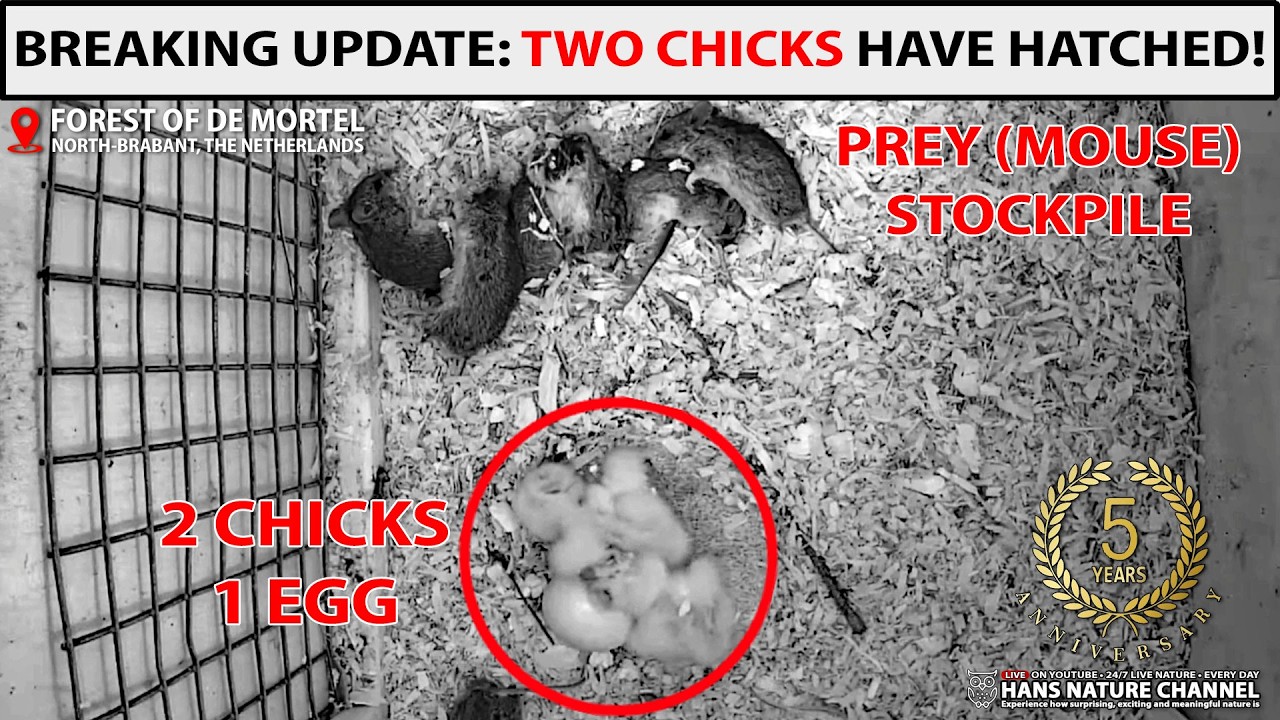 🦉🐥 BREAKING UPDATE: TWO CHICKS HAVE HATCHED! 🐥🦉