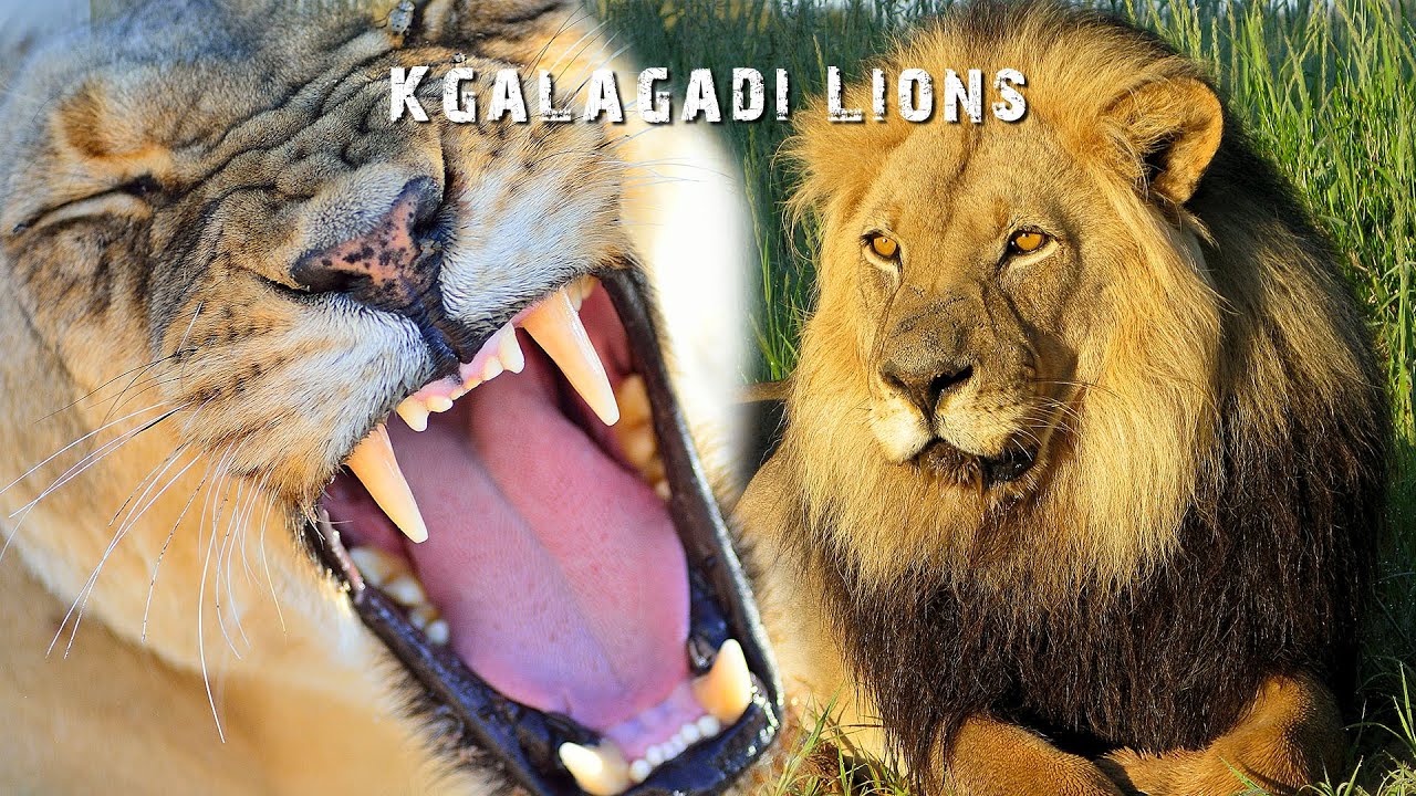 Wildlife Photography -  How to Photograph Africa's Kgalagadi Lions