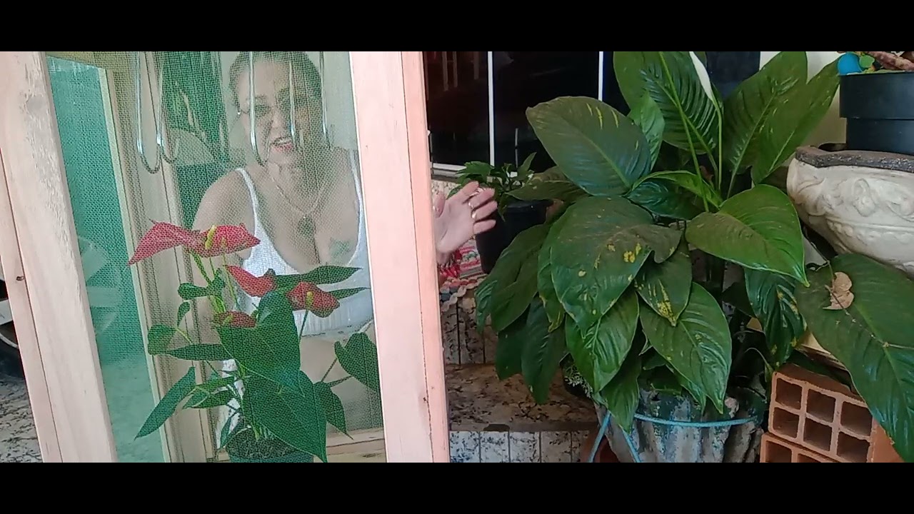 Comprinhas# de plantas# mas novidades # no canal 