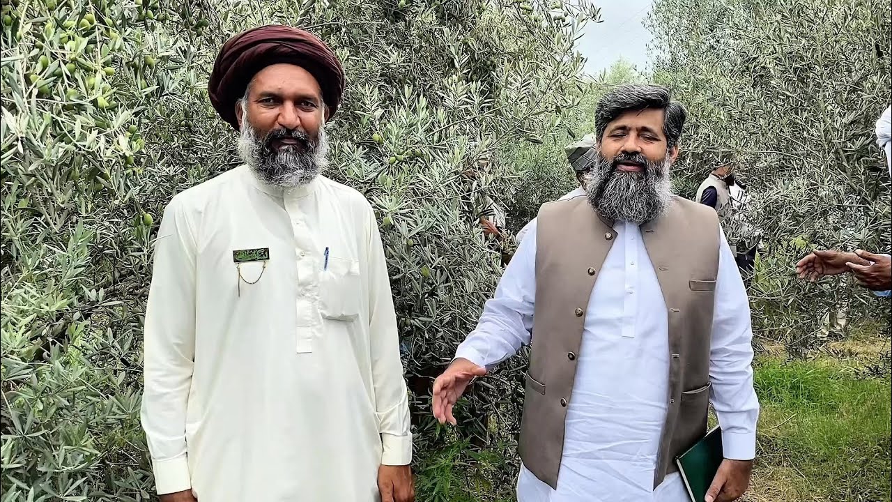 Arshad Qadri, a successful Olive farmer from Potohar