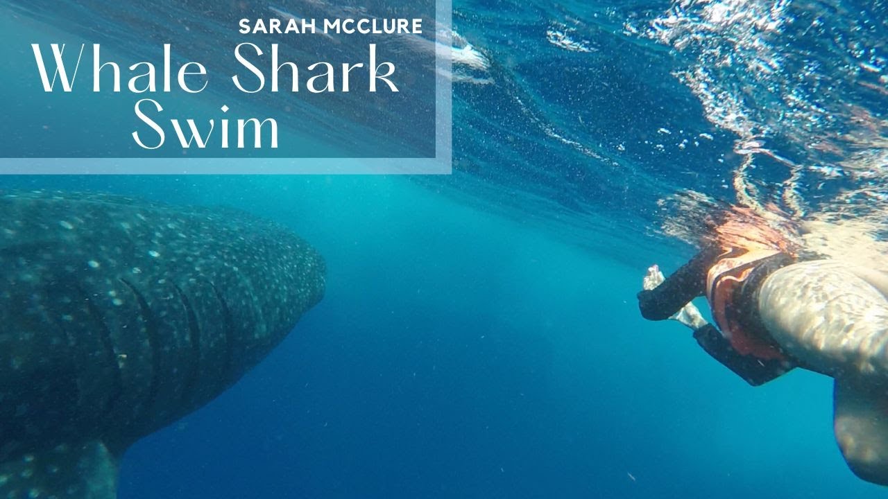 Swim with Whale Sharks in Cancun