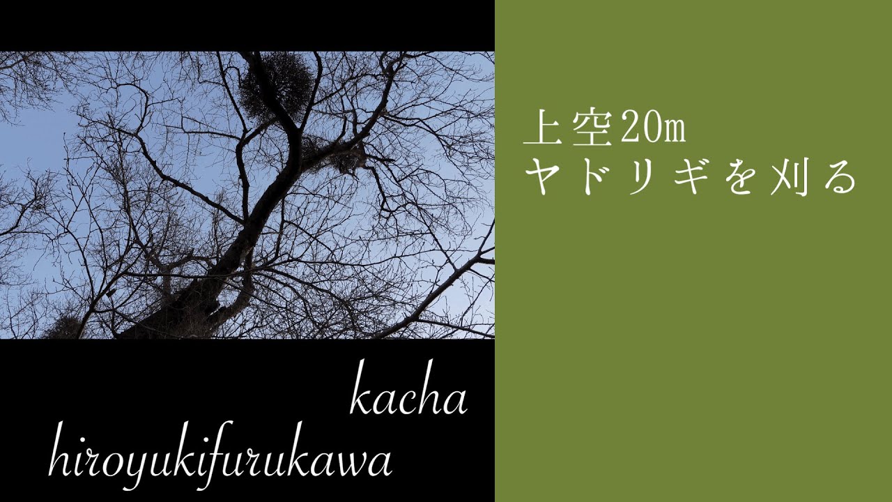 【花屋】野生のヤドリギを刈る！上空20mの格闘