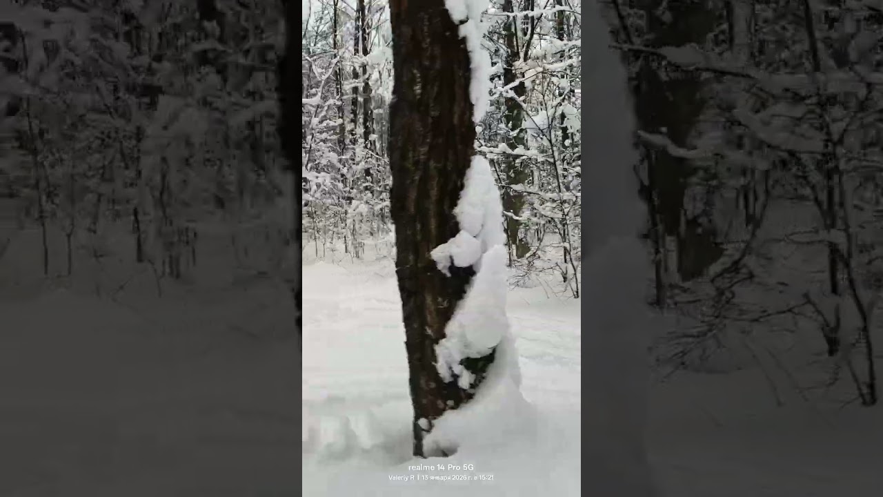 Прогулка в лесопарке/Walk in the forest park   13.01.2026   