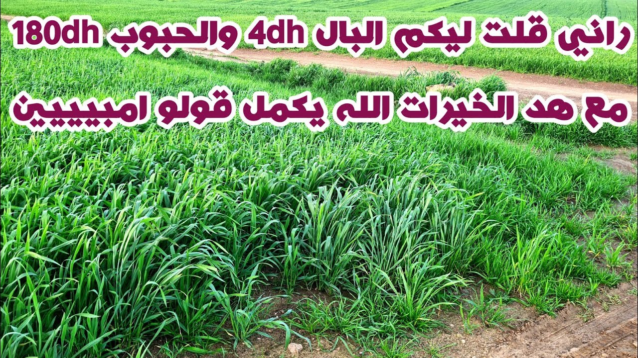 موسم فلاحي زوين بزاف.. الشتا نزلت والزرع فرّح الفلاحين