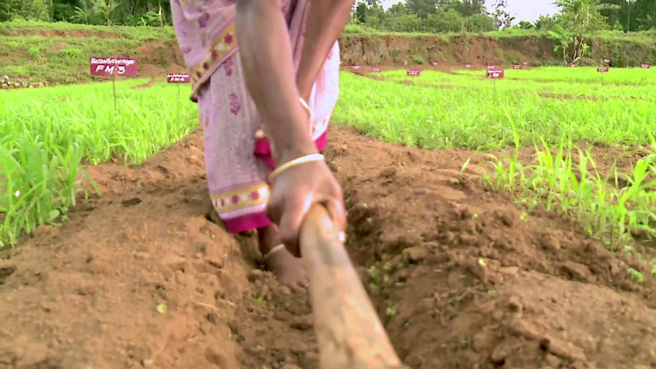 India: Millet Madness