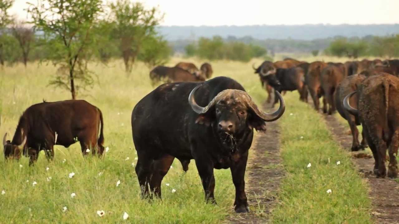 Madikwe Game Reserve- Tau Lodge