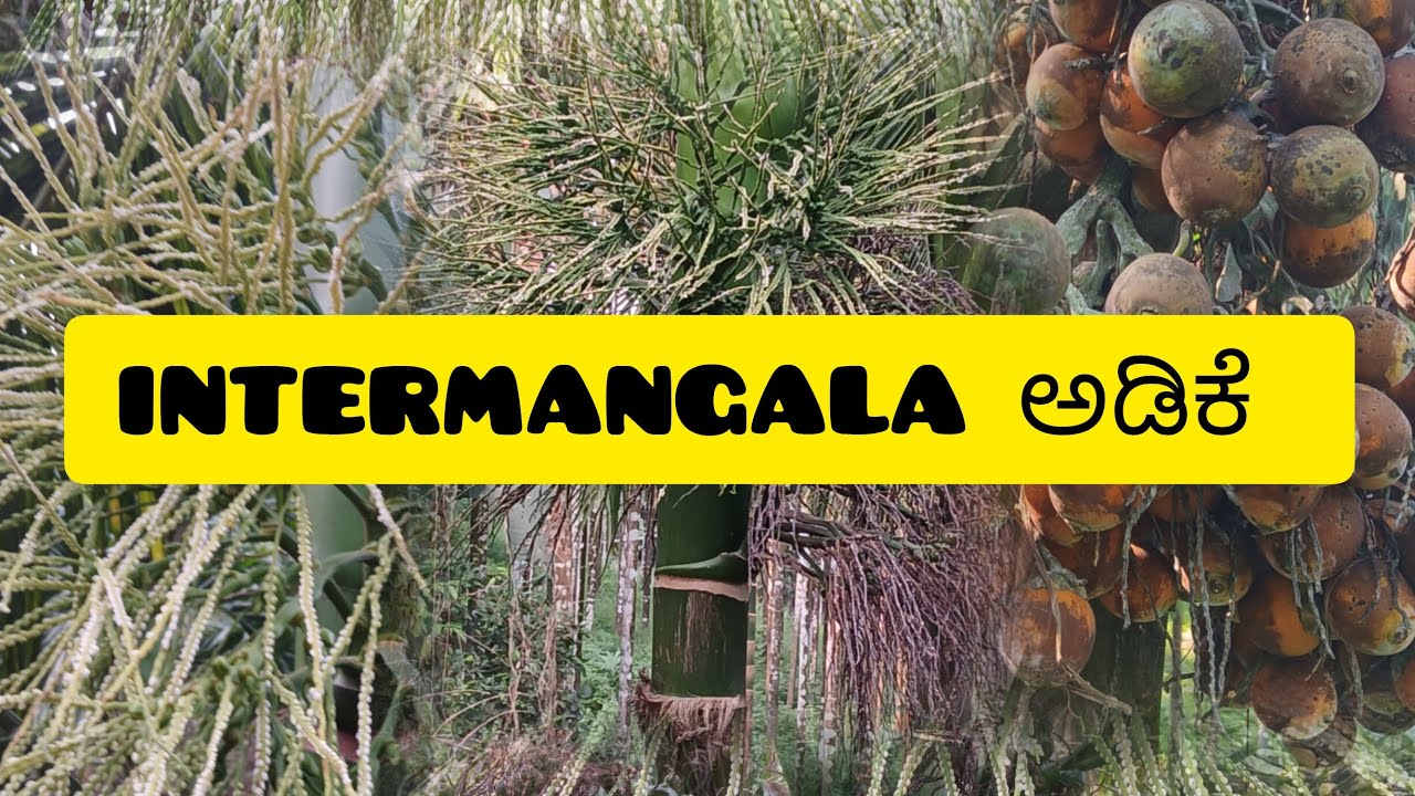 ಹೆಚ್ಚು ಫಸಲು ನೀಡುವ intermangala ಅಡಿಕೆ ಗಿಡ #ಯಾವ ರೀತಿ ಫಸಲು ಇದೆ ಎ೦ದು ನೀವೇ ನೋಡಿ