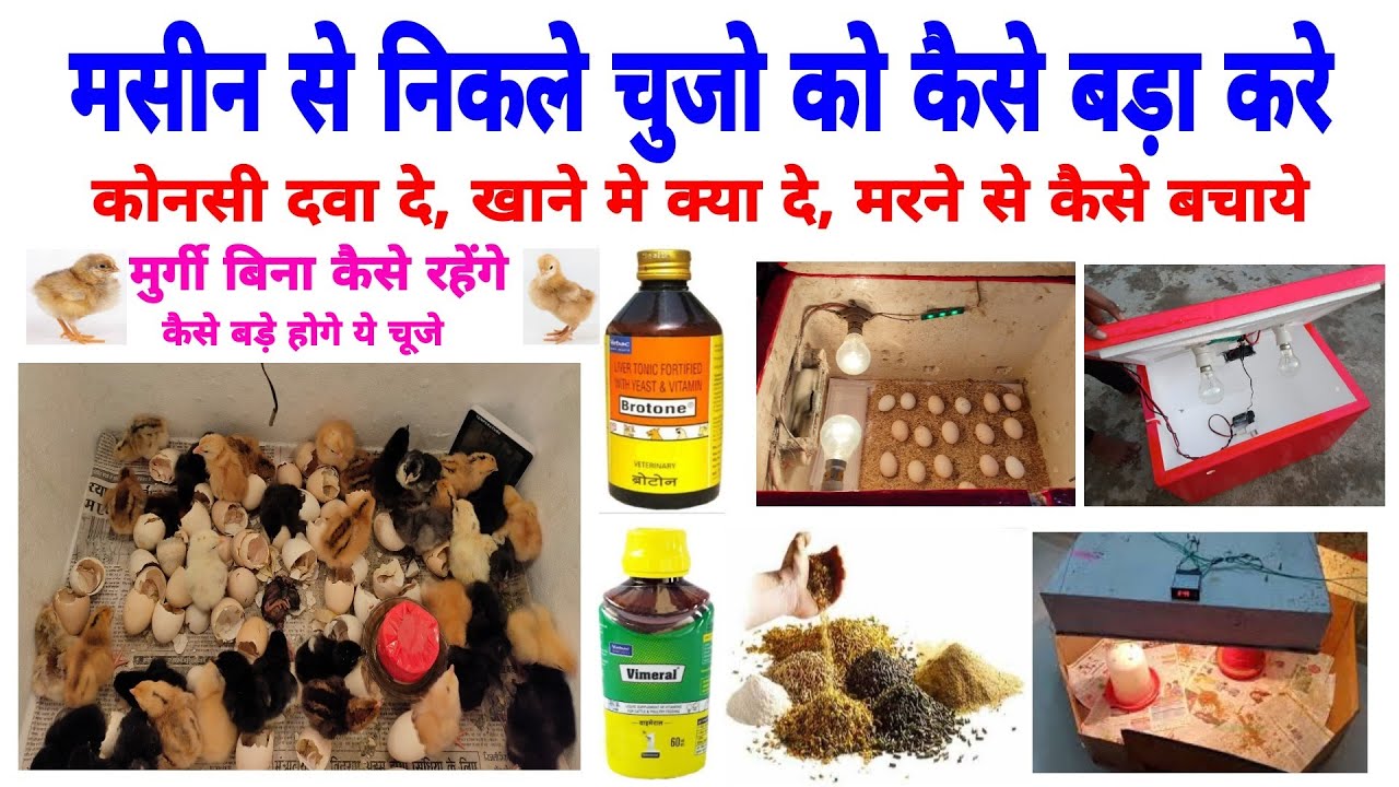 मुर्गी के छोटे चुजो की देखभाल कैसे करे | चुजो को बड़ा कैसे करे | How to take care of chicken chickens