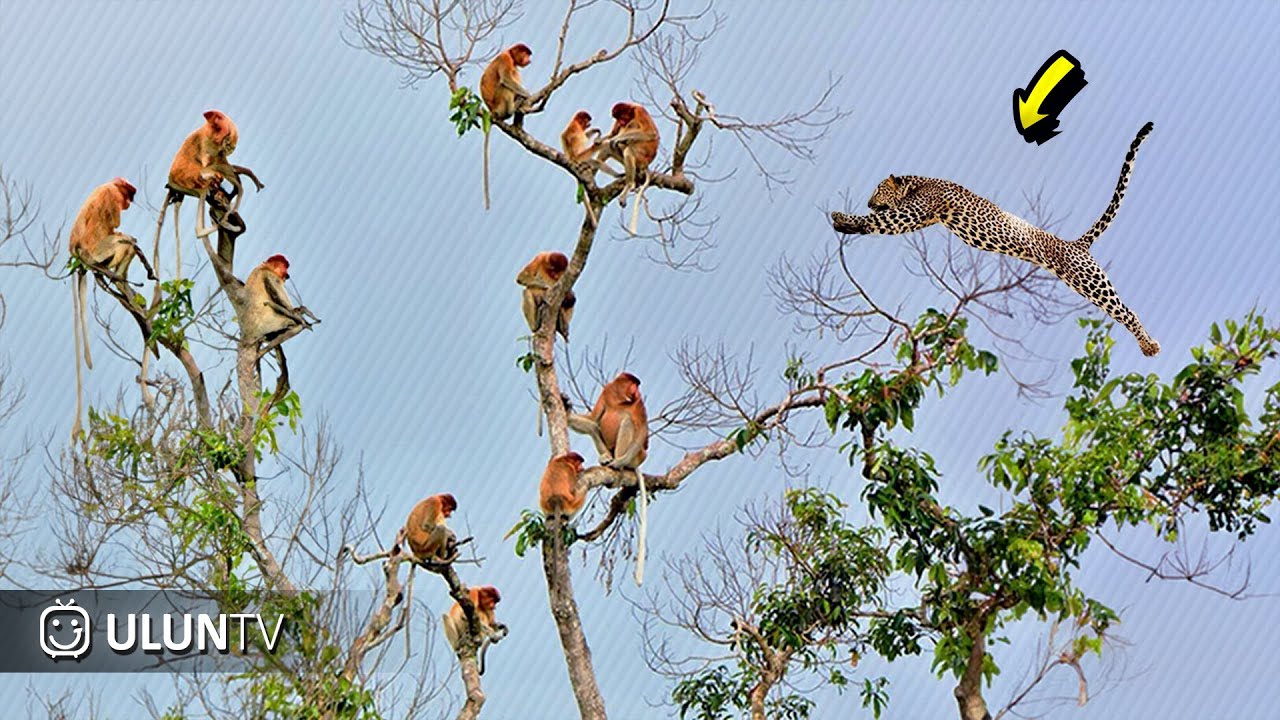 Lompat Dari Puncak Pohon! Beginilah Aksi Gila Macan Tutul Saat Berburu Mangsanya