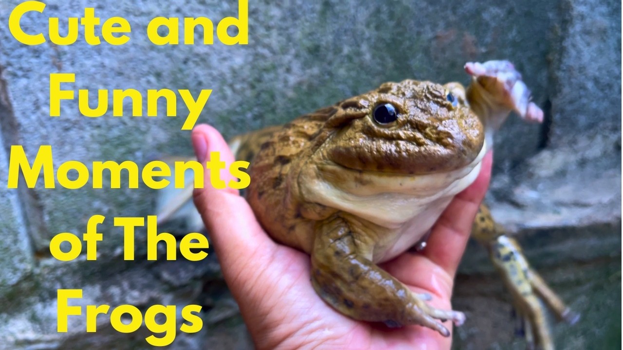 Cute and Funny Moments of The Frogs