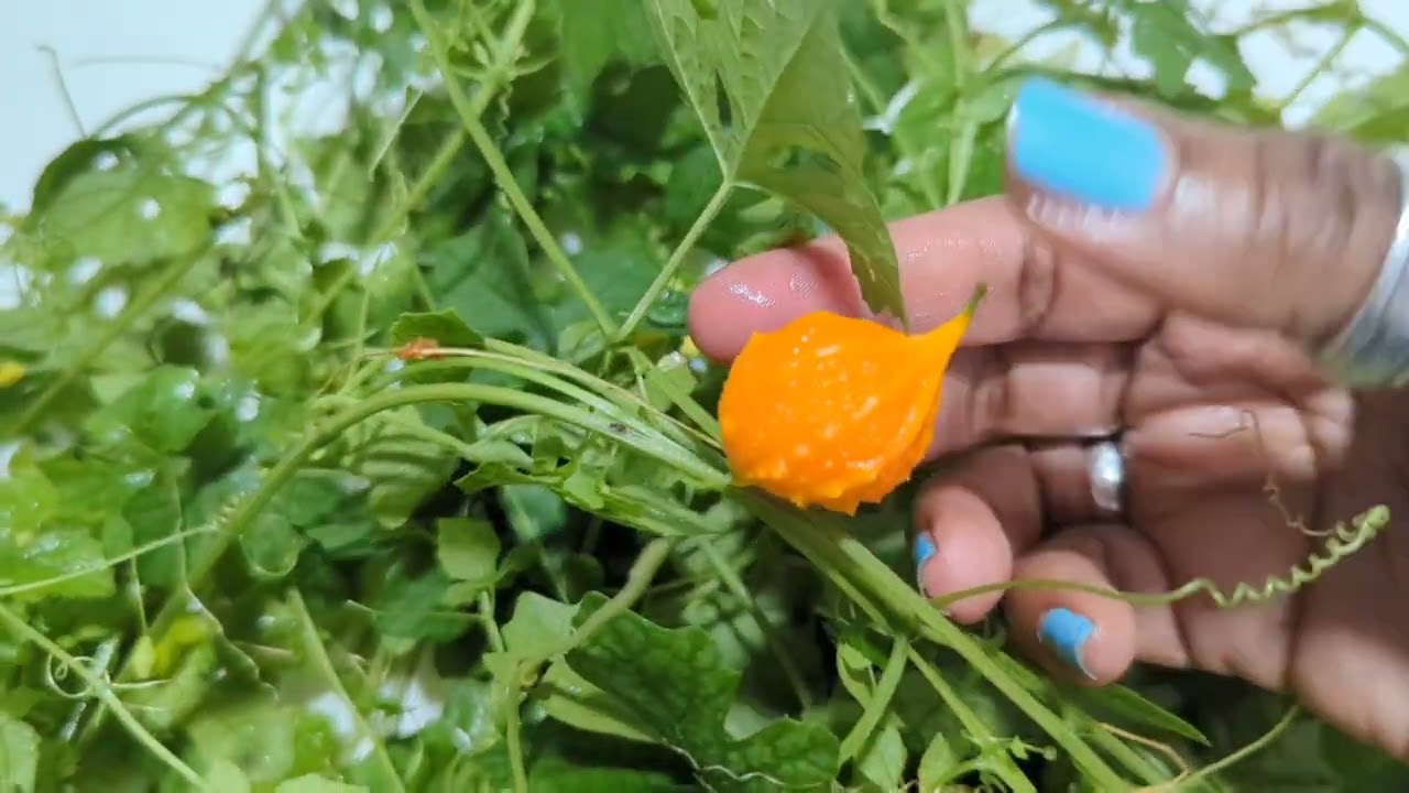 Jamaican Cerasee - Bitter gourd/Melon - Superfood or Nuisance weed? Shout out to @EarthsMedicine