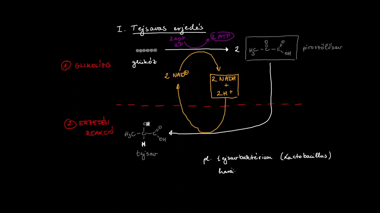 Biológia 11 . | Sejtanyagcsere - 3.:  Erjedés