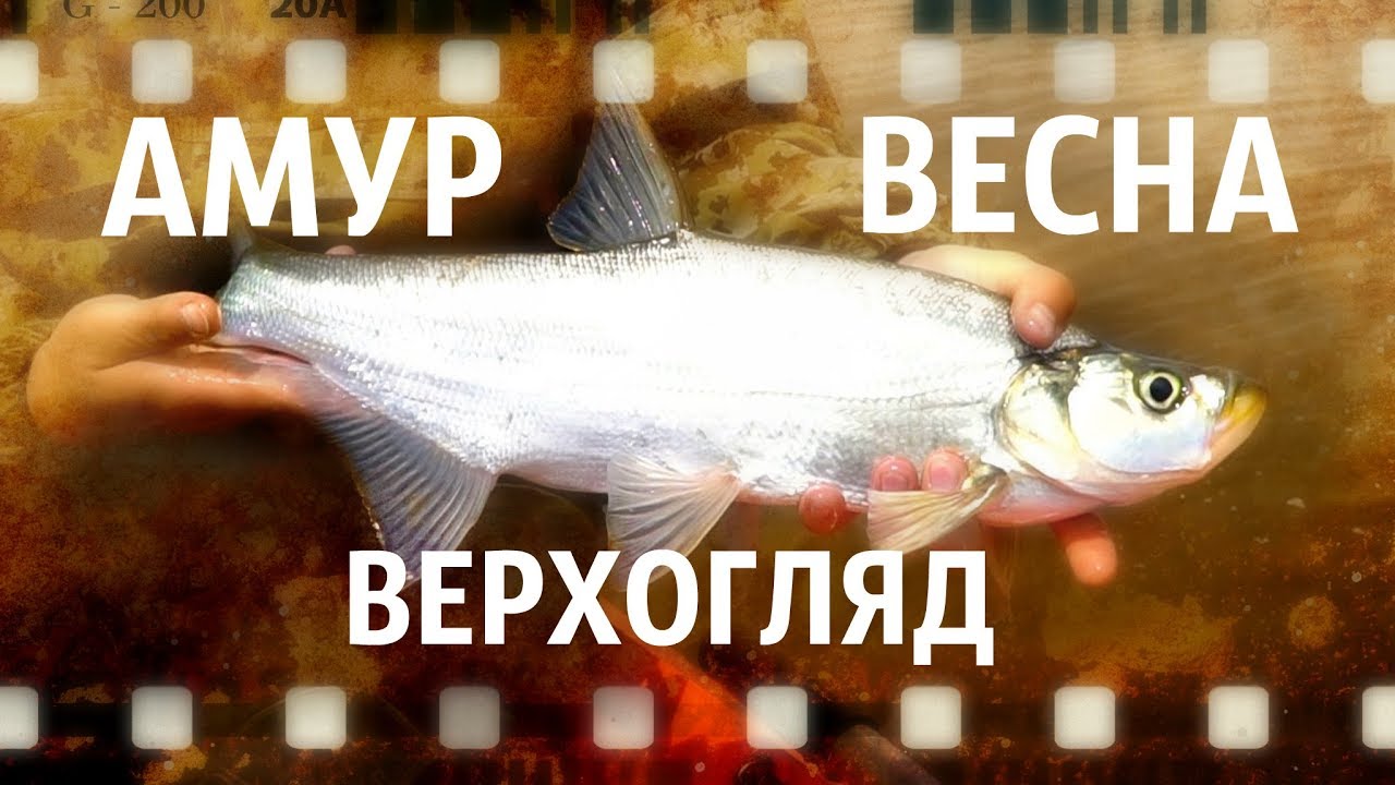 Амур. Весна. Верхогляд (автор А. Белов)