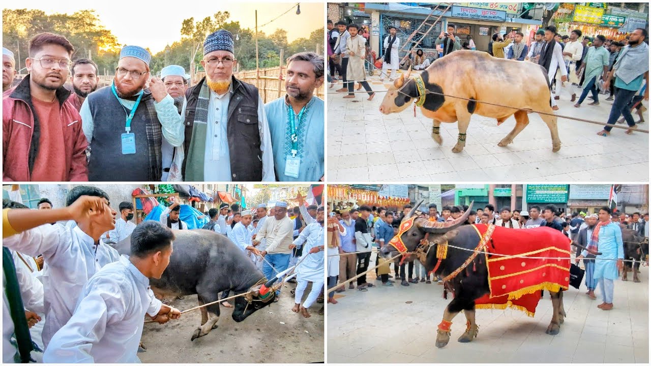 মানুষকি পাগল 😲 কি জন্য এত গরু মহিষ হাদিয়া আনে মাইজভান্ডারী ওরশে 😯