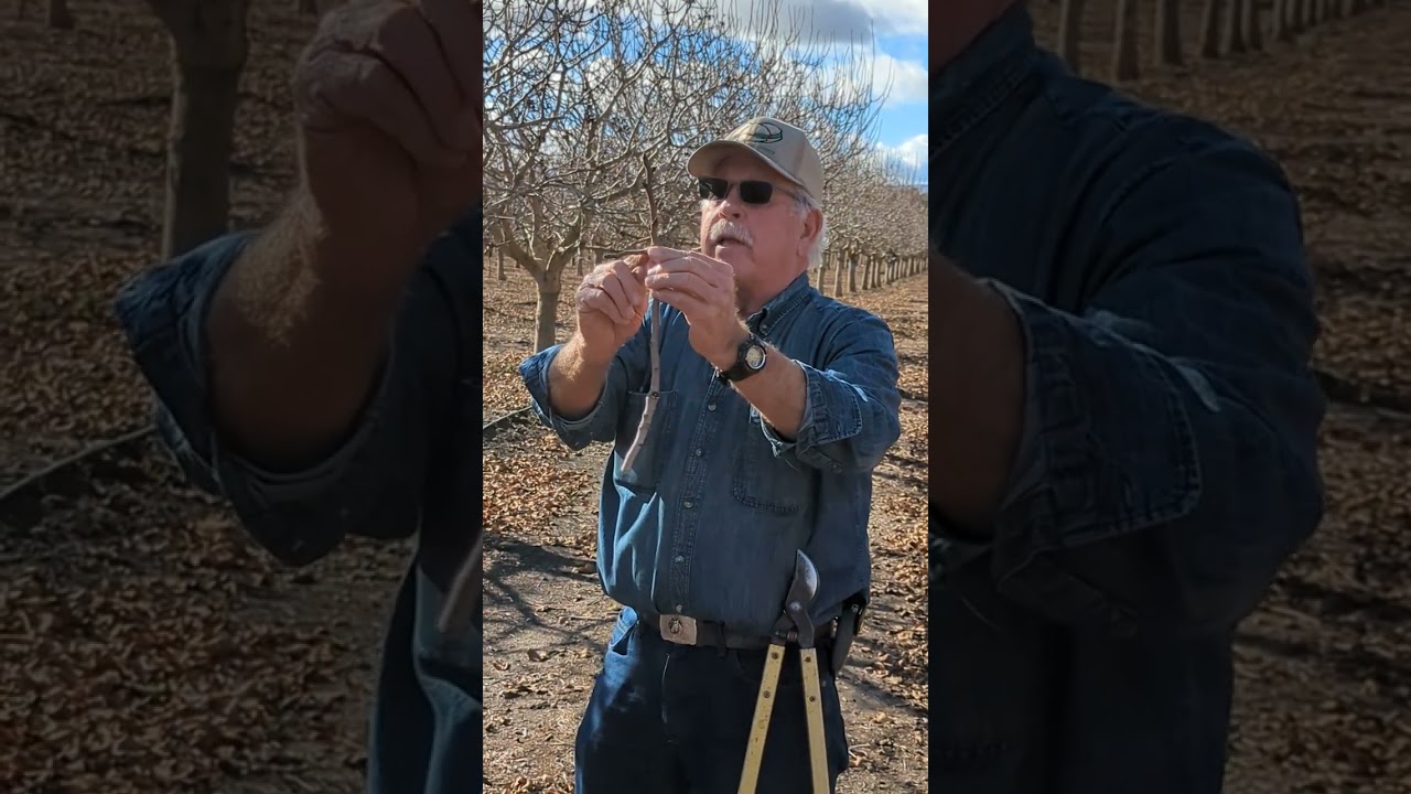 Pistachio pruning part 1, Bob Beede